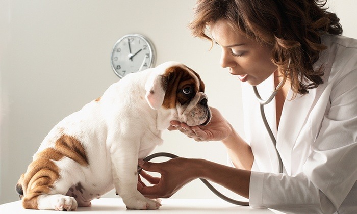 Vet Clinic Manhattan Kansas: #1 Veterinary Clinic